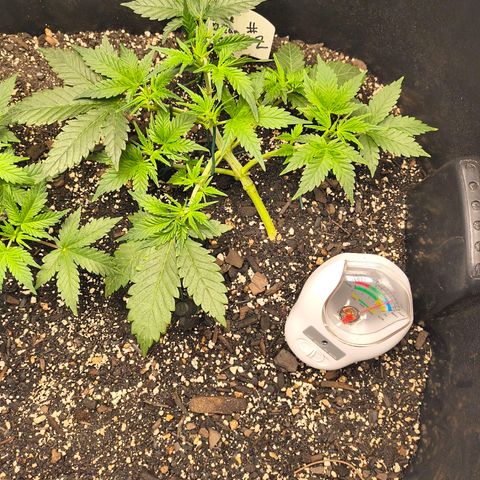 Blue Dream Auto growlog timeline photo