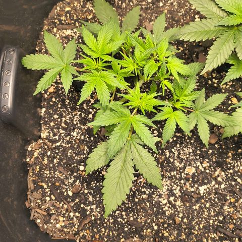 Blue Dream Auto growlog timeline photo