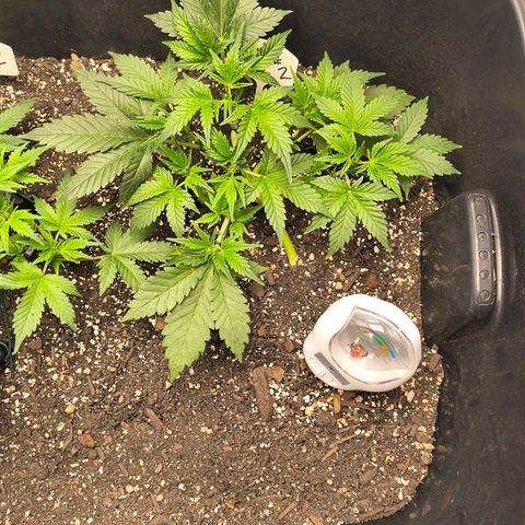 Blue Dream Auto growlog timeline photo