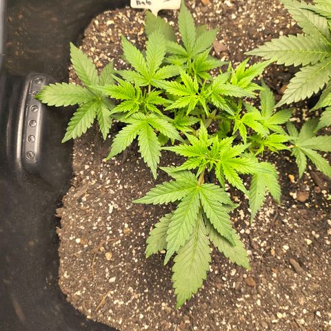 Blue Dream Auto growlog timeline photo