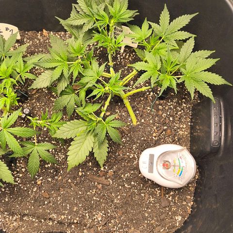 Blue Dream Auto growlog timeline photo