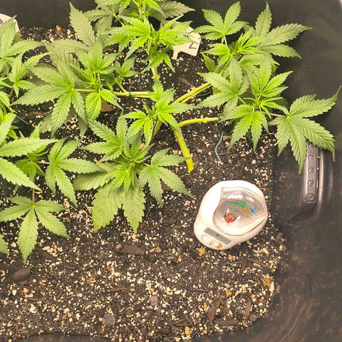 Blue Dream Auto growlog timeline photo