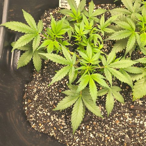 Blue Dream Auto growlog timeline photo