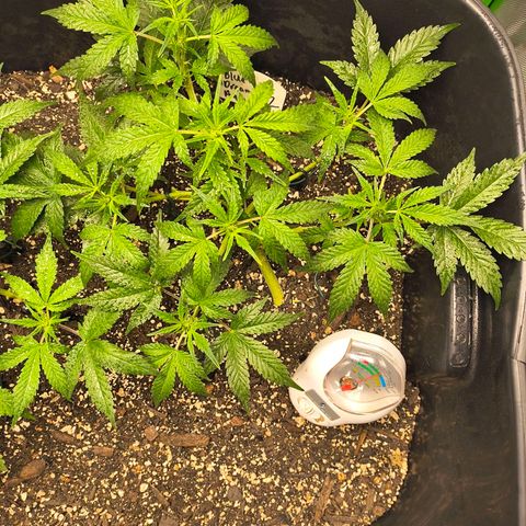 Blue Dream Auto growlog timeline photo