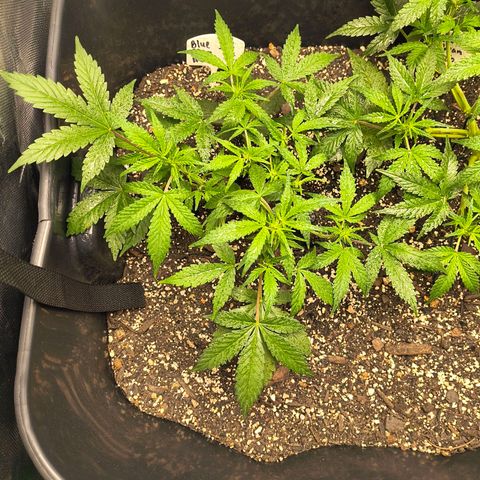 Blue Dream Auto growlog timeline photo