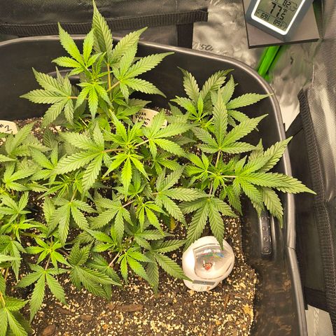 Blue Dream Auto growlog timeline photo