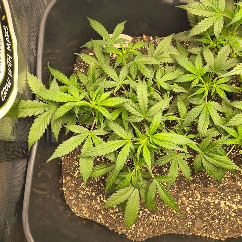 Blue Dream Auto growlog timeline photo