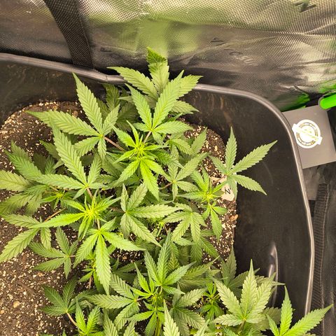 Blue Dream Auto growlog timeline photo