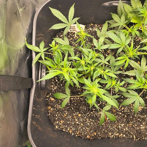 Blue Dream Auto growlog timeline photo