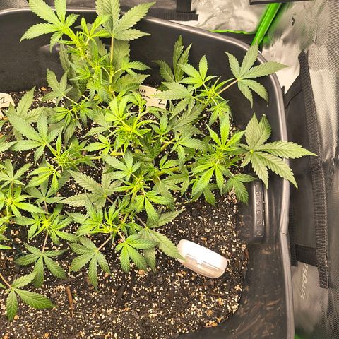 Blue Dream Auto growlog timeline photo