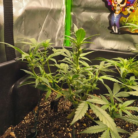 Blue Dream Auto growlog timeline photo