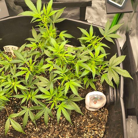 Blue Dream Auto growlog timeline photo