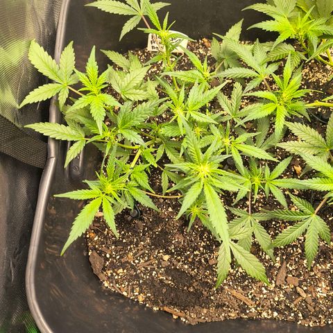 Blue Dream Auto growlog timeline photo