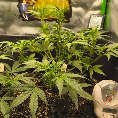 Blue Dream Auto growlog timeline photo