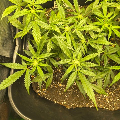 Blue Dream Auto growlog timeline photo