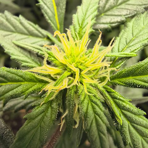 Blue Dream Auto growlog timeline photo