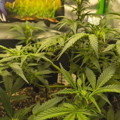 Blue Dream Auto growlog timeline photo