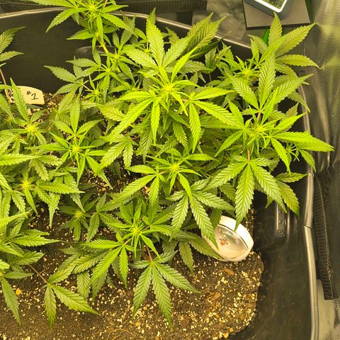 Blue Dream Auto growlog timeline photo