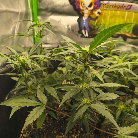 Blue Dream Auto growlog timeline photo