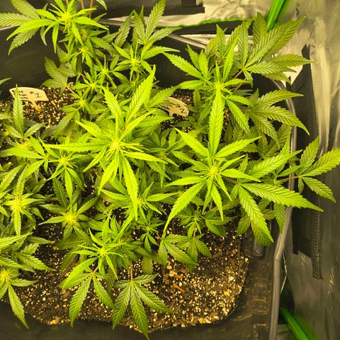Blue Dream Auto growlog timeline photo