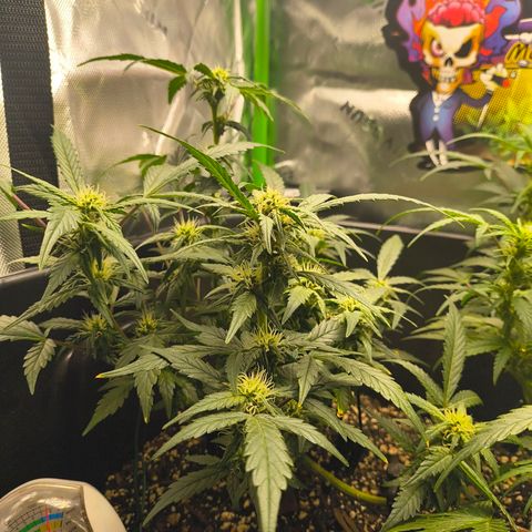 Blue Dream Auto growlog timeline photo