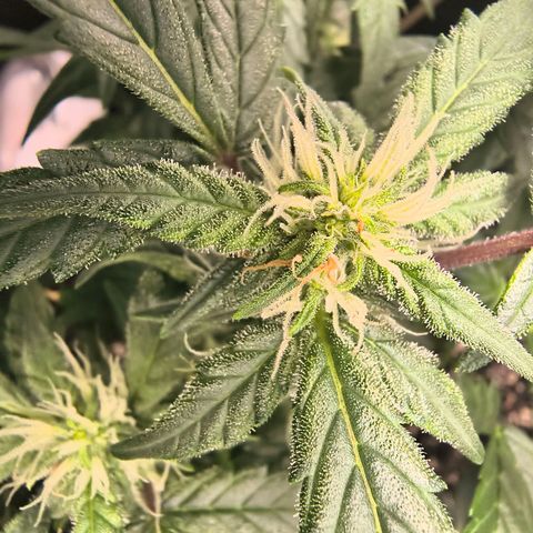 Blue Dream Auto growlog timeline photo