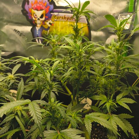 Blue Dream Auto growlog timeline photo