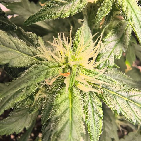 Blue Dream Auto growlog timeline photo