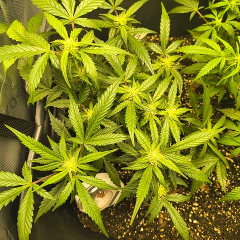 Blue Dream Auto growlog timeline photo