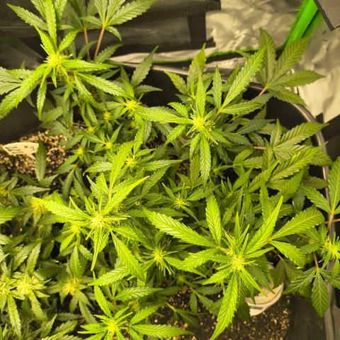 Blue Dream Auto growlog timeline photo