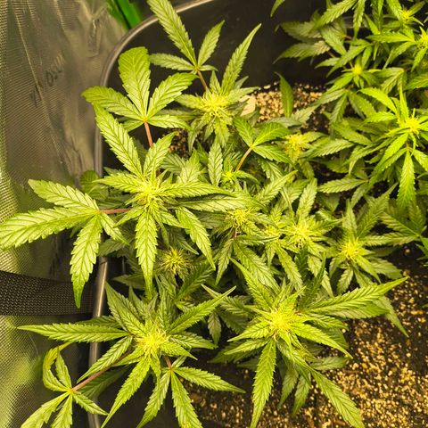 Blue Dream Auto growlog timeline photo