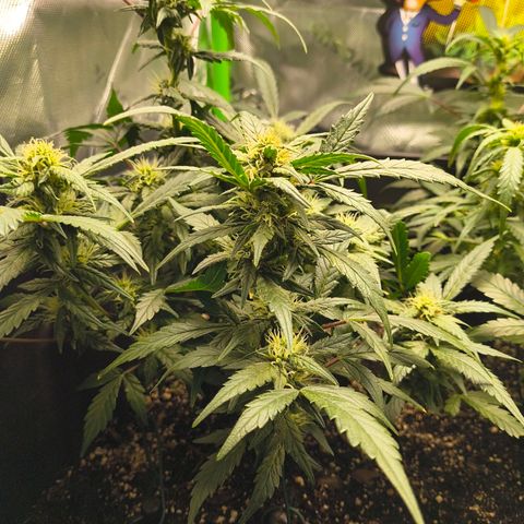Blue Dream Auto growlog timeline photo