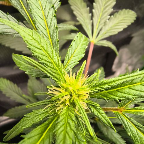 Blue Dream Auto growlog timeline photo