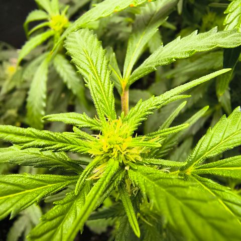 Blue Dream Auto growlog timeline photo