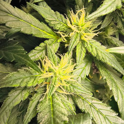 Blue Dream Auto growlog timeline photo