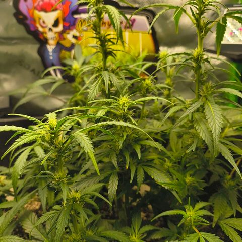 Blue Dream Auto growlog timeline photo