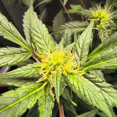 Blue Dream Auto growlog timeline photo