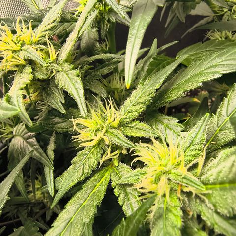 Blue Dream Auto growlog timeline photo
