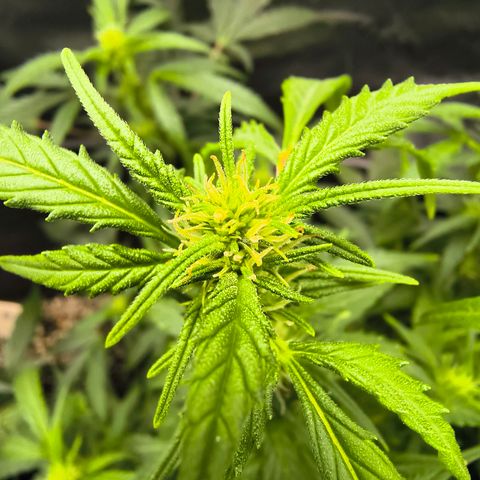 Blue Dream Auto growlog timeline photo