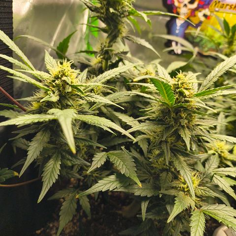 Blue Dream Auto growlog timeline photo