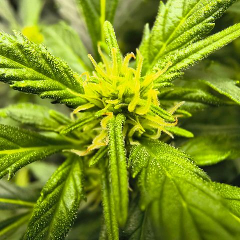 Blue Dream Auto growlog timeline photo
