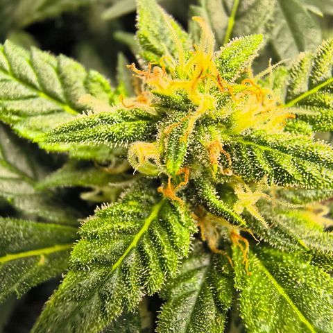 Blue Dream Auto growlog timeline photo