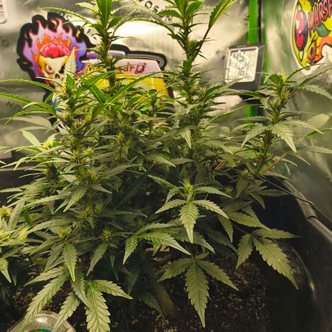 Blue Dream Auto growlog timeline photo