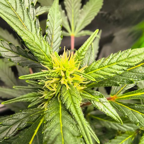 Blue Dream Auto growlog timeline photo