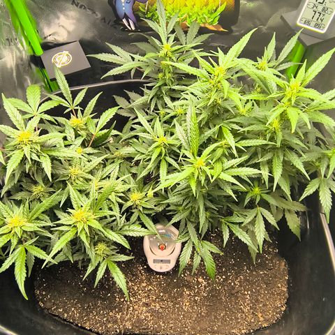 Blue Dream Auto growlog timeline photo