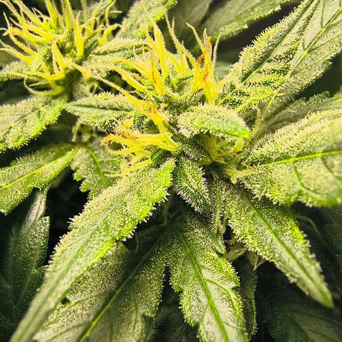Blue Dream Auto growlog timeline photo