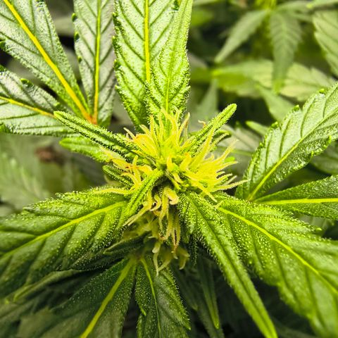 Blue Dream Auto growlog timeline photo