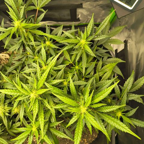 Blue Dream Auto growlog timeline photo