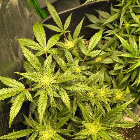 Blue Dream Auto growlog timeline photo