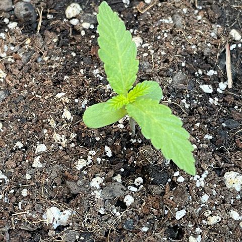 Saltwater OG growlog timeline photo